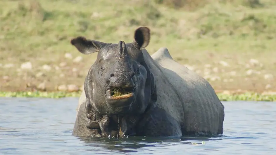 One-horned rhino in Chitwan National Park