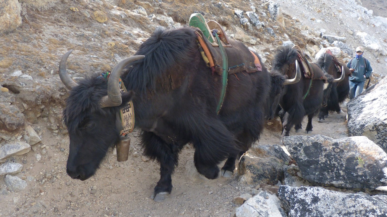 Yak caravan on a high-altitude trail in the Everest region