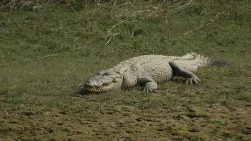 A common Mugger crocodile basking along the Rapti River in Chitwan National Park, Nepal, showcasing the park’s rich reptile diversity