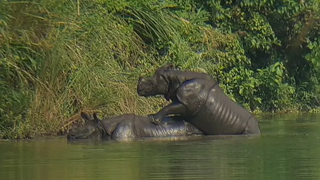 A rare one-horned rhinoceros in Chitwan National Park, Nepal, roaming freely in the grasslands of its natural jungle habitat