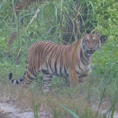 Bardiya National Park Nepal