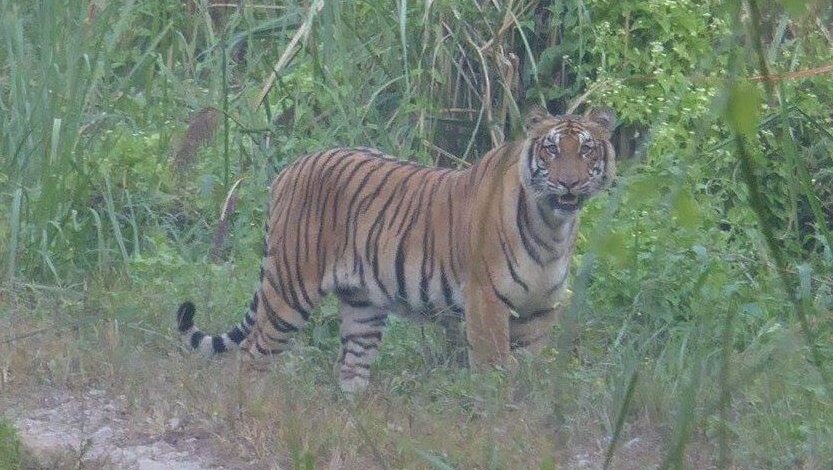 Bardiya National Park Nepal