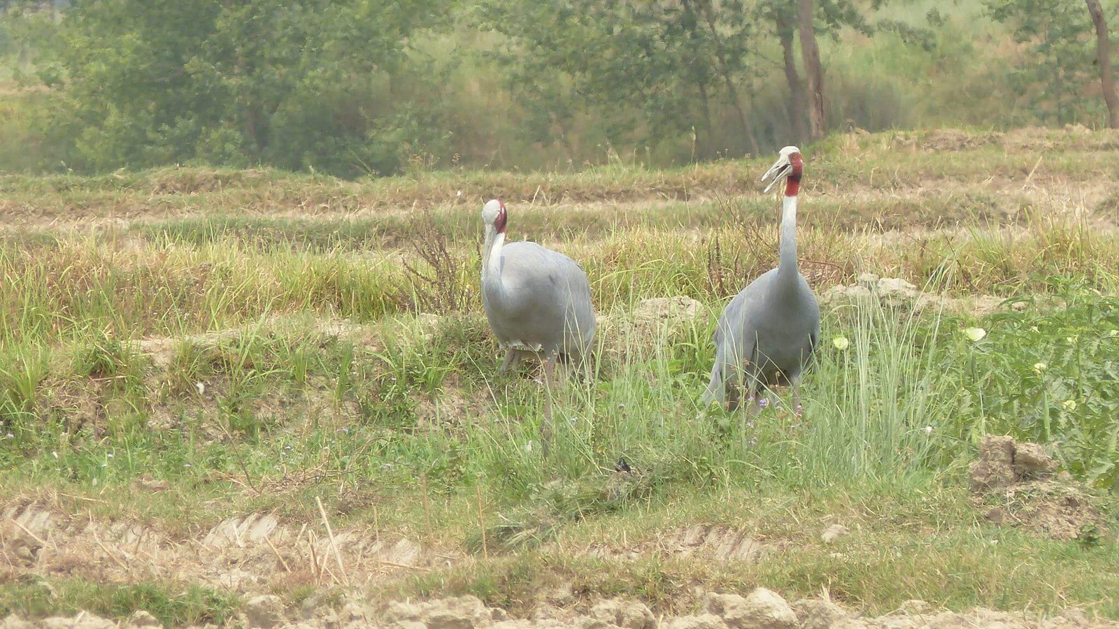 Colorful birds of Nepal in their natural Himalayan habitat – diverse species, wildlife photography, and birdwatching adventure in Nepal