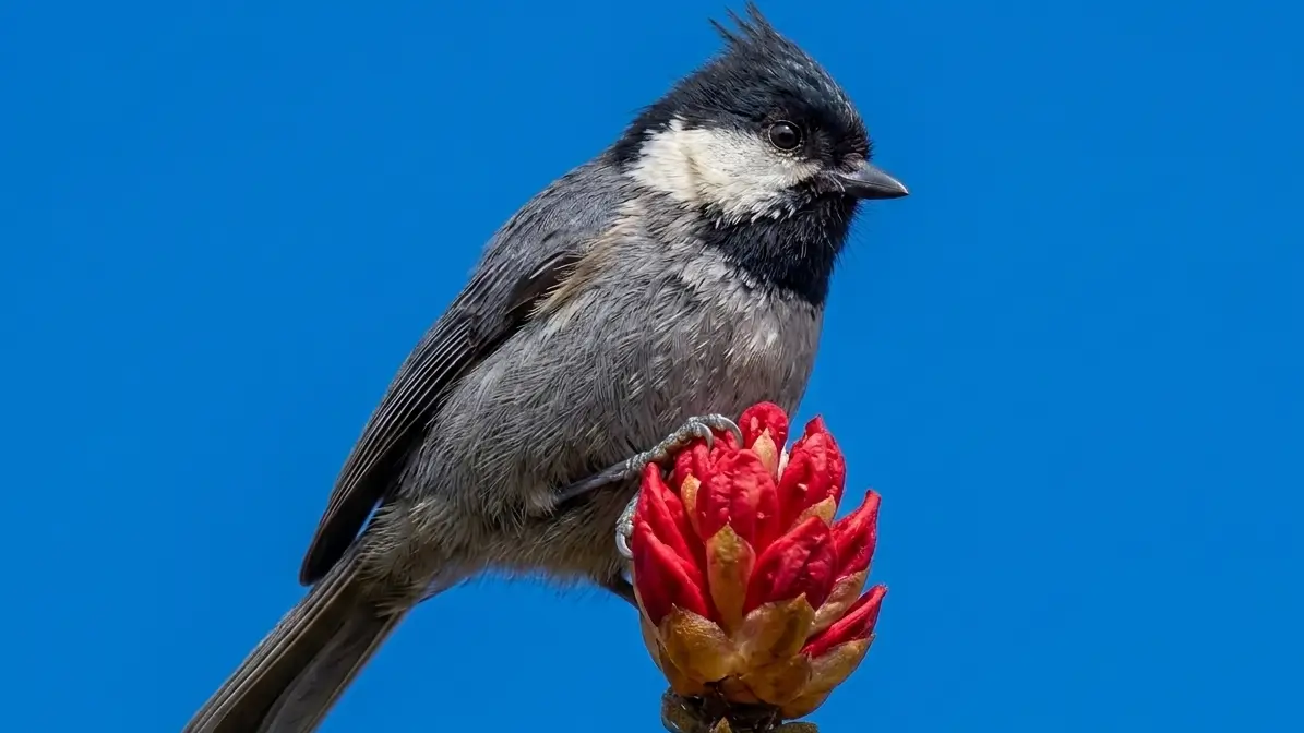 Black-lored Tit (Machlolophus xanthogenys)