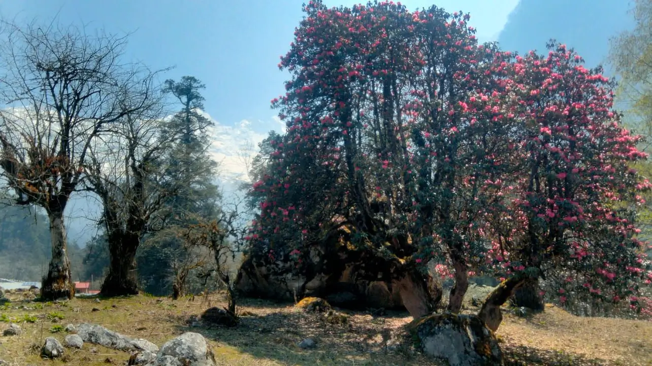 Blooming rhododendron flowers with the Manaslu Himalayan range in the background along the Manaslu Circuit Trek, showcasing a scenic spring trekking landscape in Nepal.