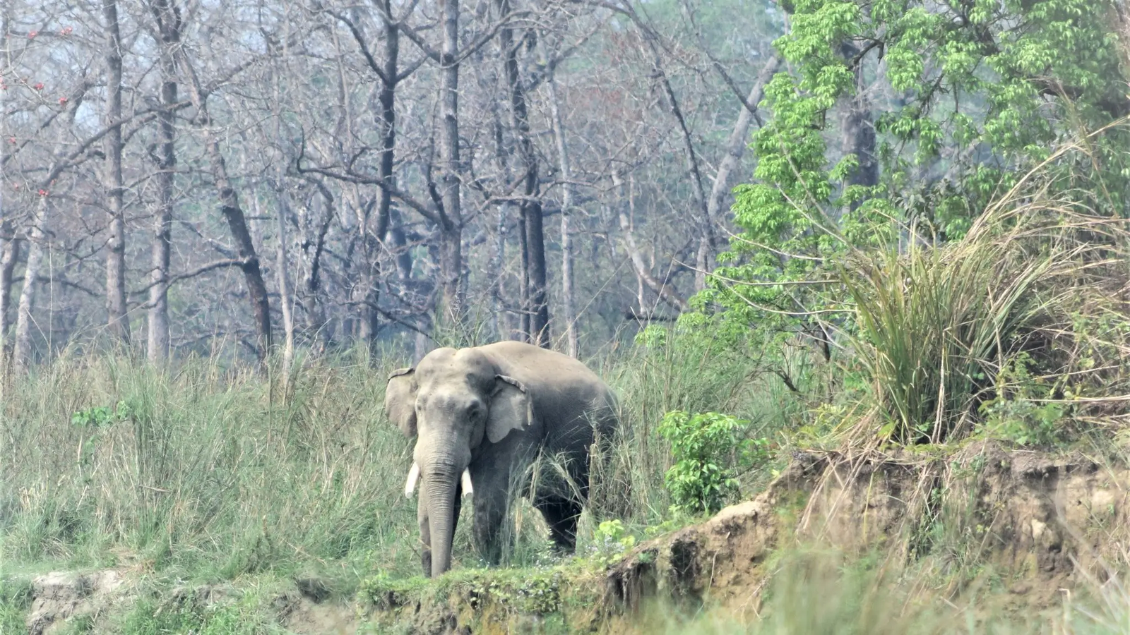 Chitwan National Park
