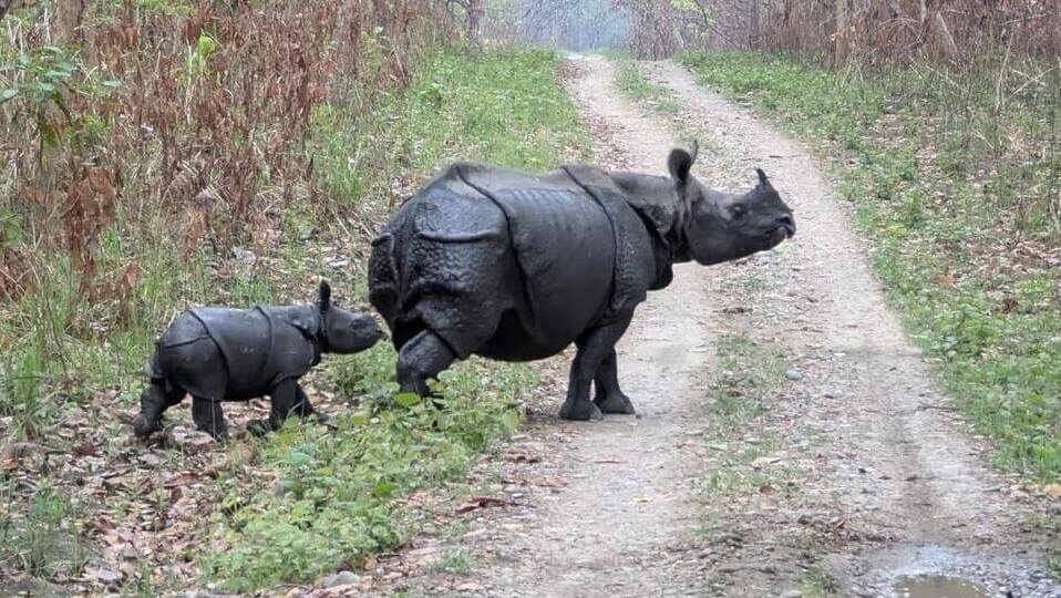 Chitwan National Park Nepal