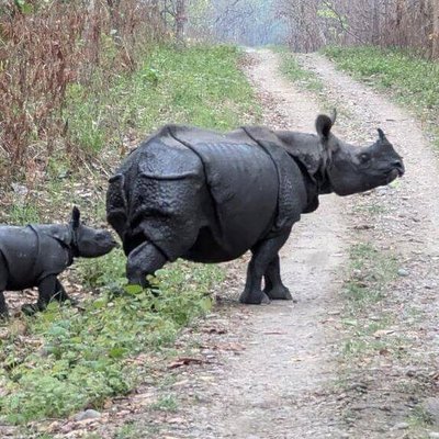 Chitwan National Park Nepal