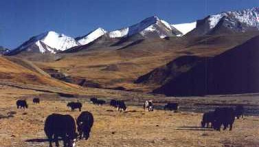 Yak grazing peacefully on alpine meadow surrounded by Himalayan mountains