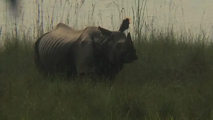 Endangered one-horned rhinoceros grazing in Chitwan National Park, Nepal