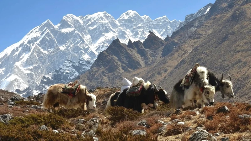 Experience Unforgettable Yak Encounters on Your Everest Base Camp Trek.