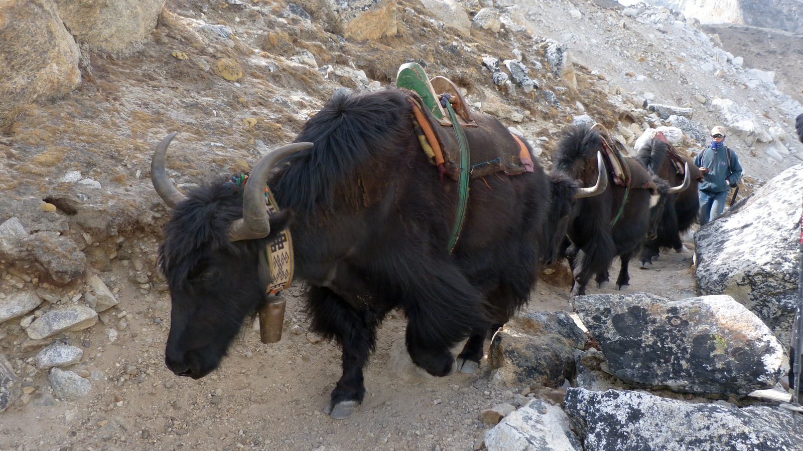 Pack yaks carrying trekking supplies along a rocky mountain trail on the Everest Base Camp trek in Nepal