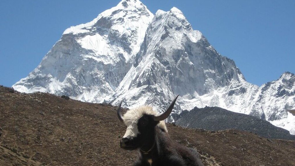 Experience Everest Three Pass Trek – Yaks and breathtaking Himalayan scenery.