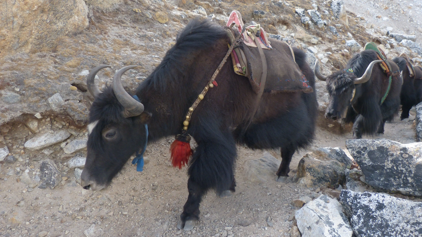Everest Three Passes Trek – Memorable encounters with yaks in the Himalayas.