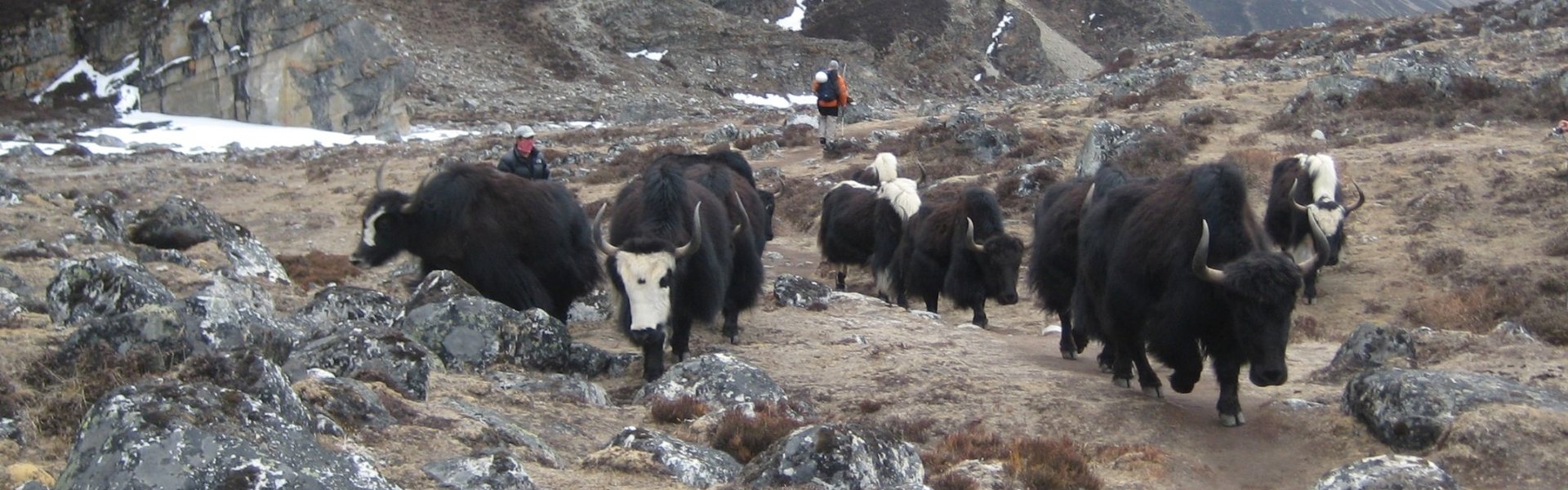 Traditional yak transport route through the Khumbu region of Mount Everest