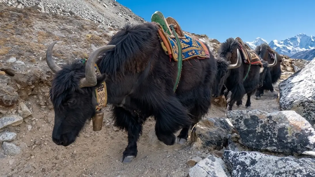 Sagarmatha National Park, Wildlife Habitat