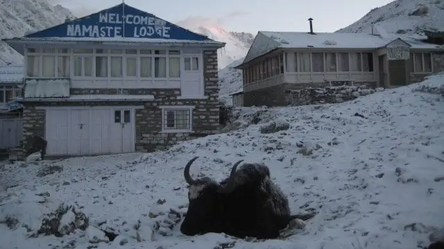 Himalayan yaks skirting the ground on Gokyo Renjo La Pass Trek