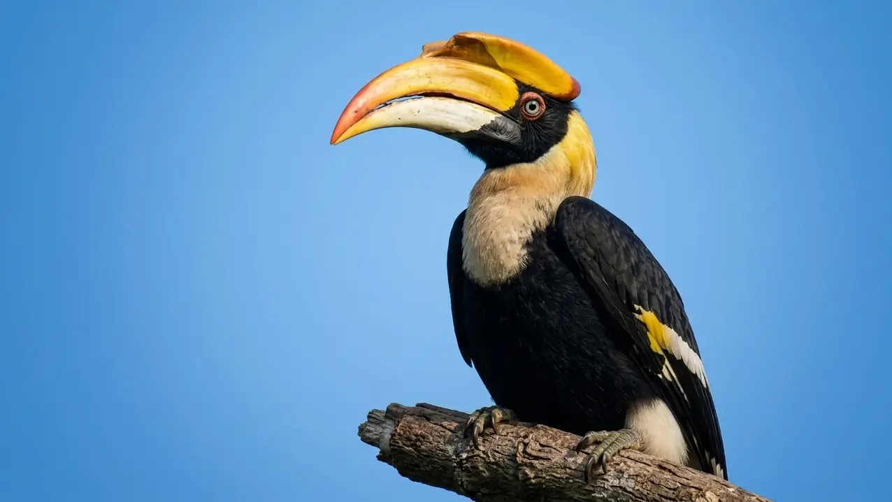 While setting up for the Chitwan National Park birding, we encountered a Great Hornbill perched on a branch.