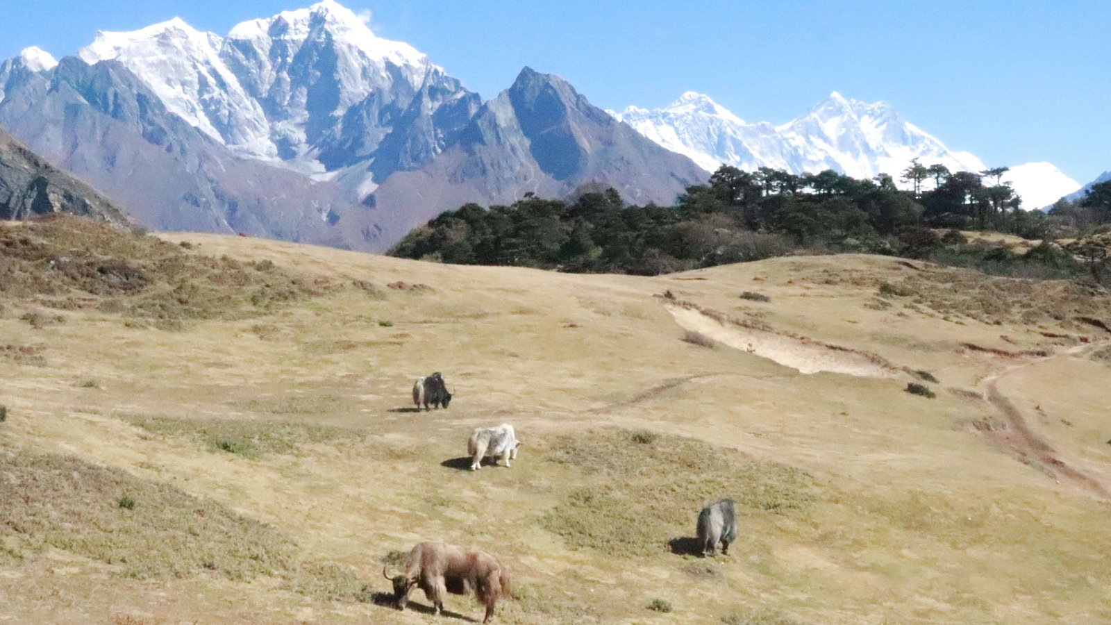 Himalayan yaks grazing at Everest viewpoint above Namche Bazaar with clear views of Mount Everest