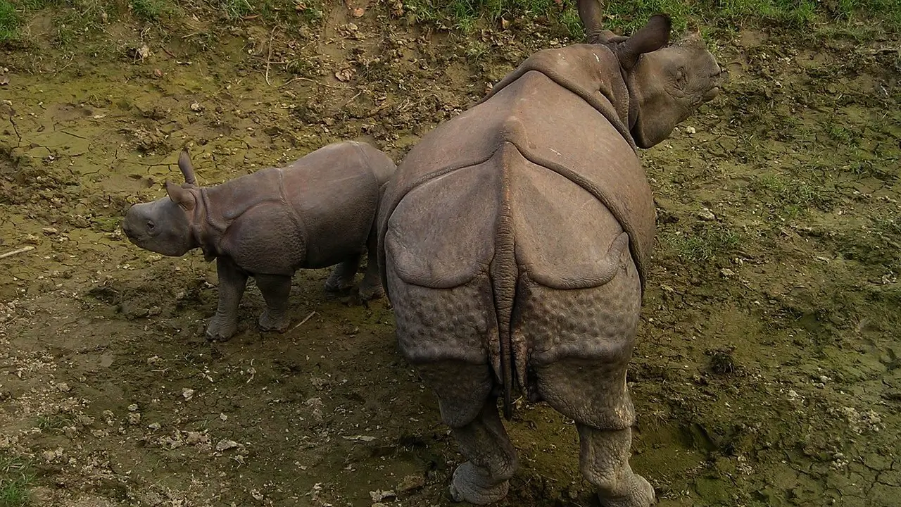 Mother Rhino with calf in Chitwan National Park
