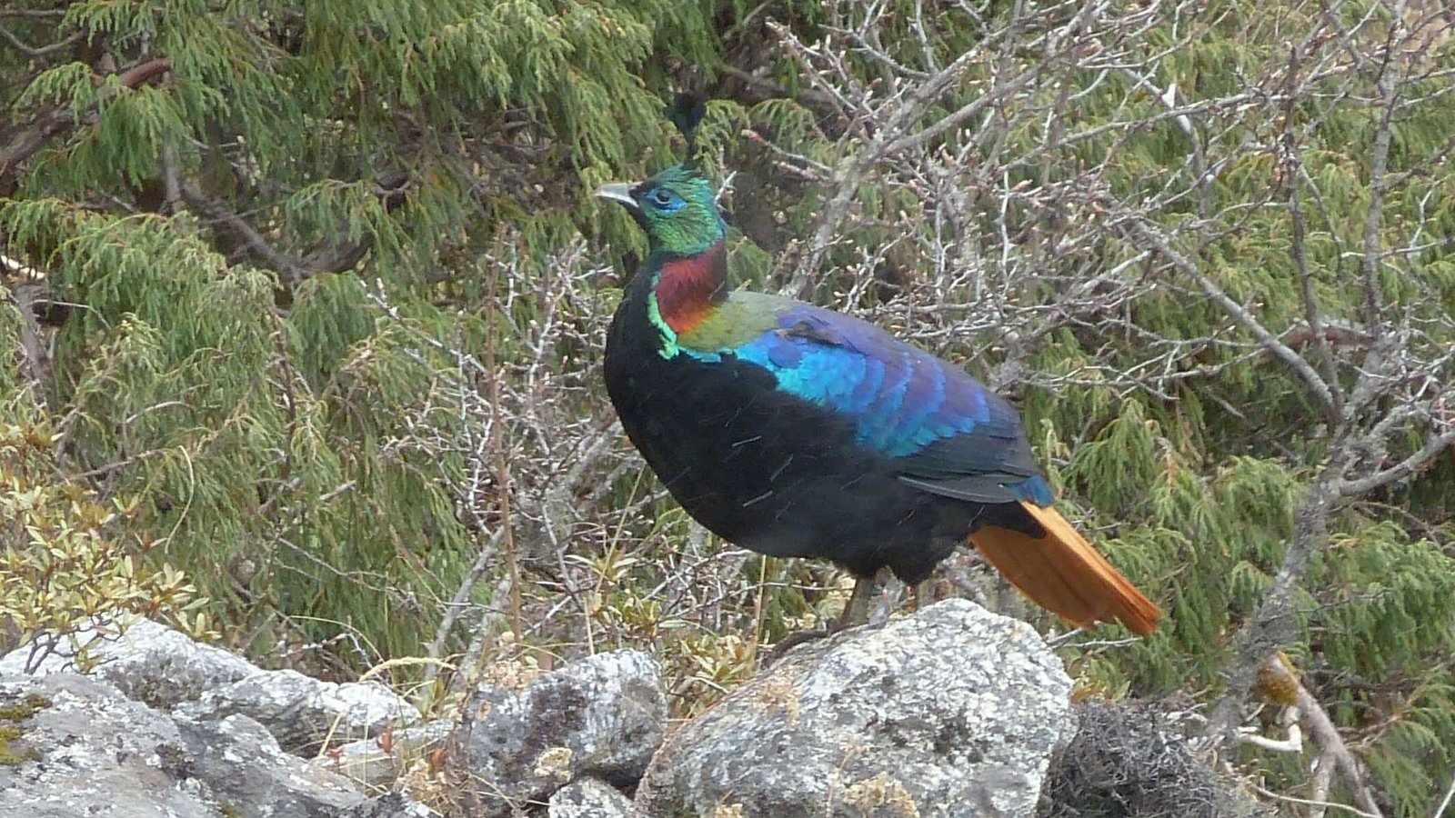 Nepal’s national bird Danphe (Himalayan Monal), also known as Impeyan pheasant, displaying its vibrant plumage in a natural Himalayan habitat.