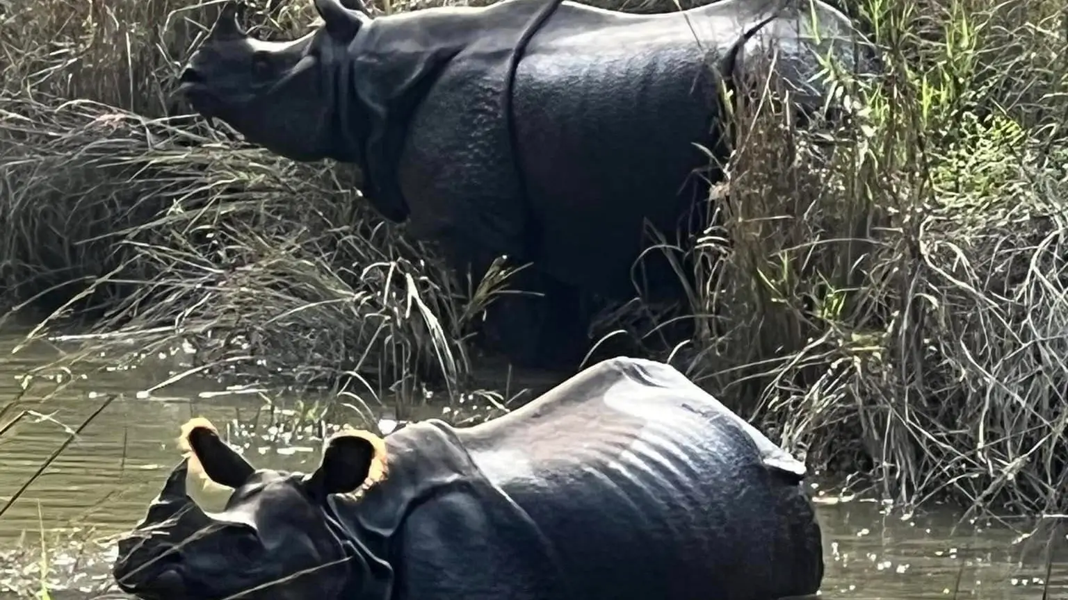One-horned Rhinoceroses in the wetlands of Chitwan National Park Nepal, with one bathing in water and the other grazing near tall grass – a rare wildlife sighting in a UNESCO World Heritage Site.