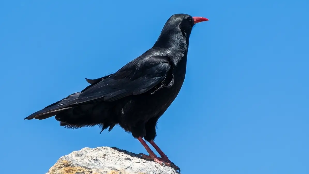 Discover the high-altitude wildlife of Nepal. Experience the Red-billed Chough