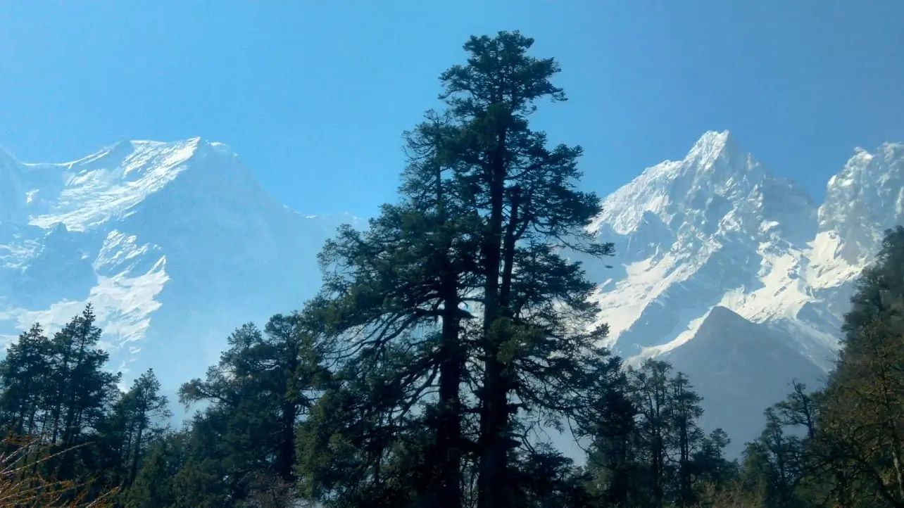 Snow-capped Himalayan peaks rising above alpine forests on the Manaslu Circuit Trek route in Nepal.
