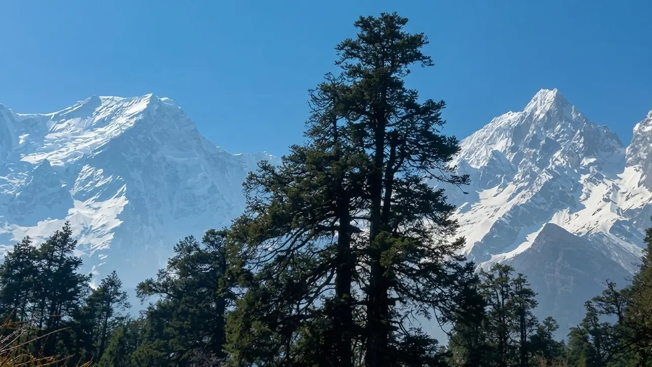 The Himalayas rise just behind the alpine forests on the Manaslu Circuit Trek