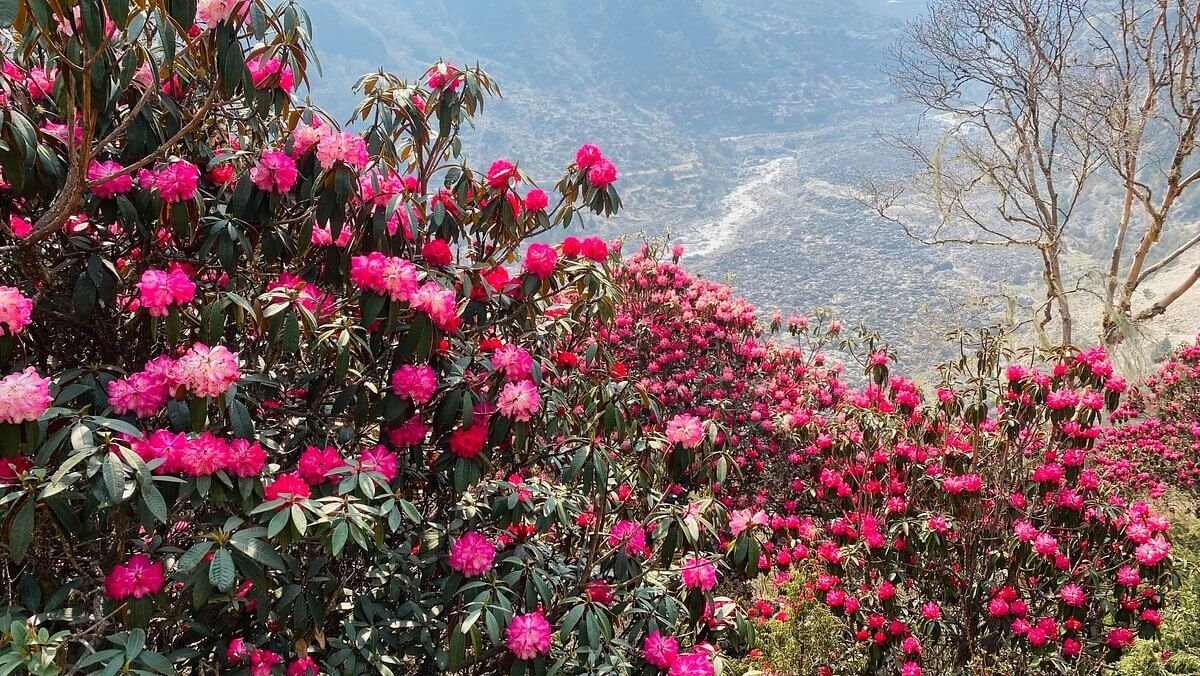 Rhododendron (Lali Gurans) – The national flower of Nepal, blooming in Himalayan landscapes.