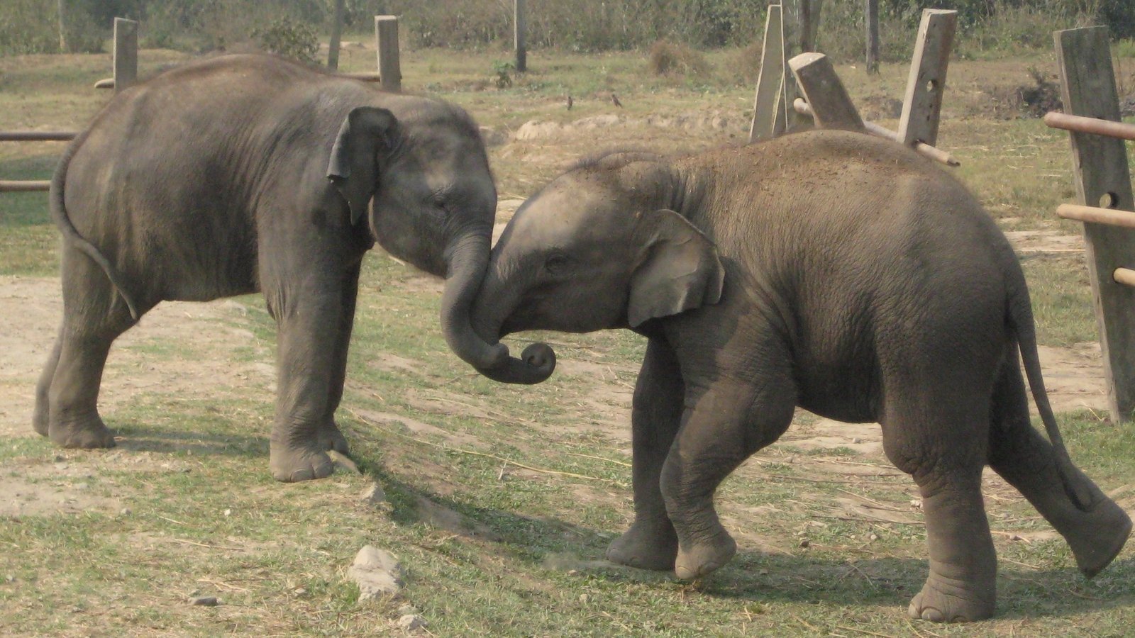 Two young Asian elephants playing together in Chitwan jungle safari area, Nepal