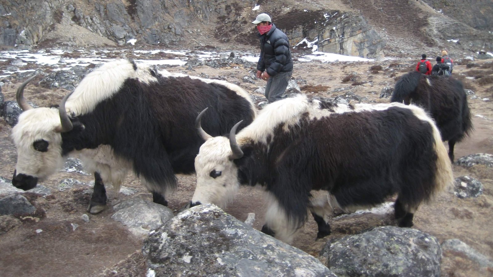 Yak walking along a high-altitude trail in the Himalayan mountains.