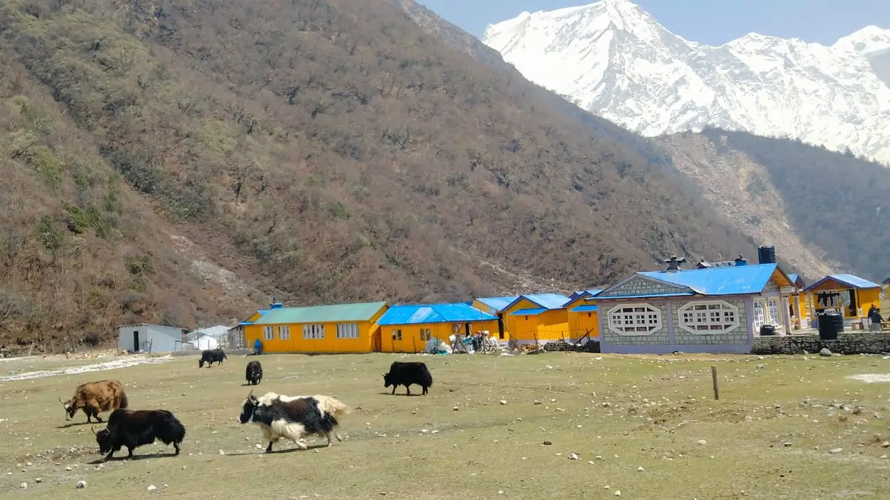 Yaks grazing near mountain lodges in Bhimtang village with snowy Himalayan peaks on the Manaslu Circuit Trek, a scenic trekking route in Nepal.