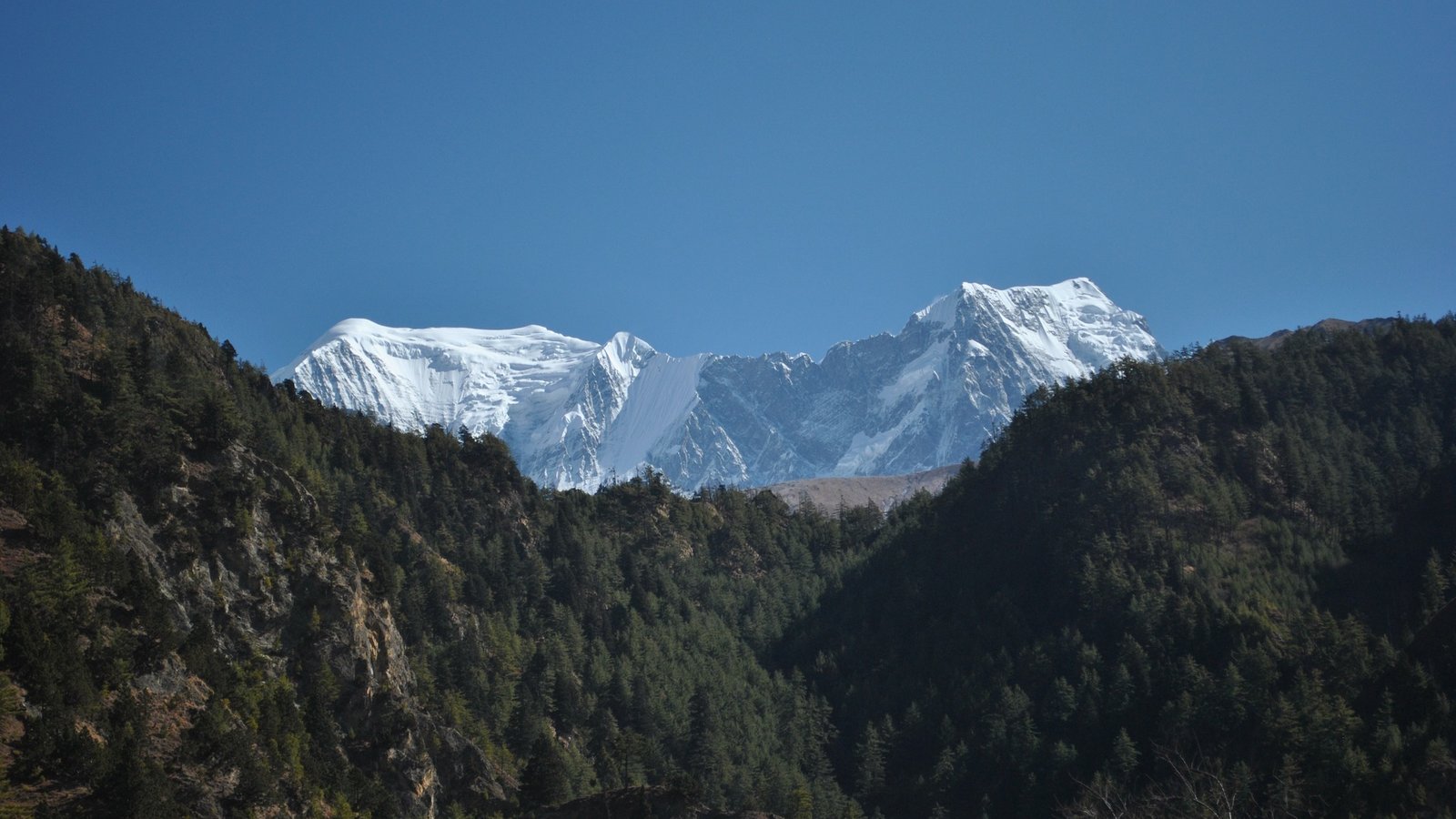 Panoramic view of snow-covered peaks in the Annapurna Range framed by lush pine forests and deep valleys under a clear blue sky in Nepal.