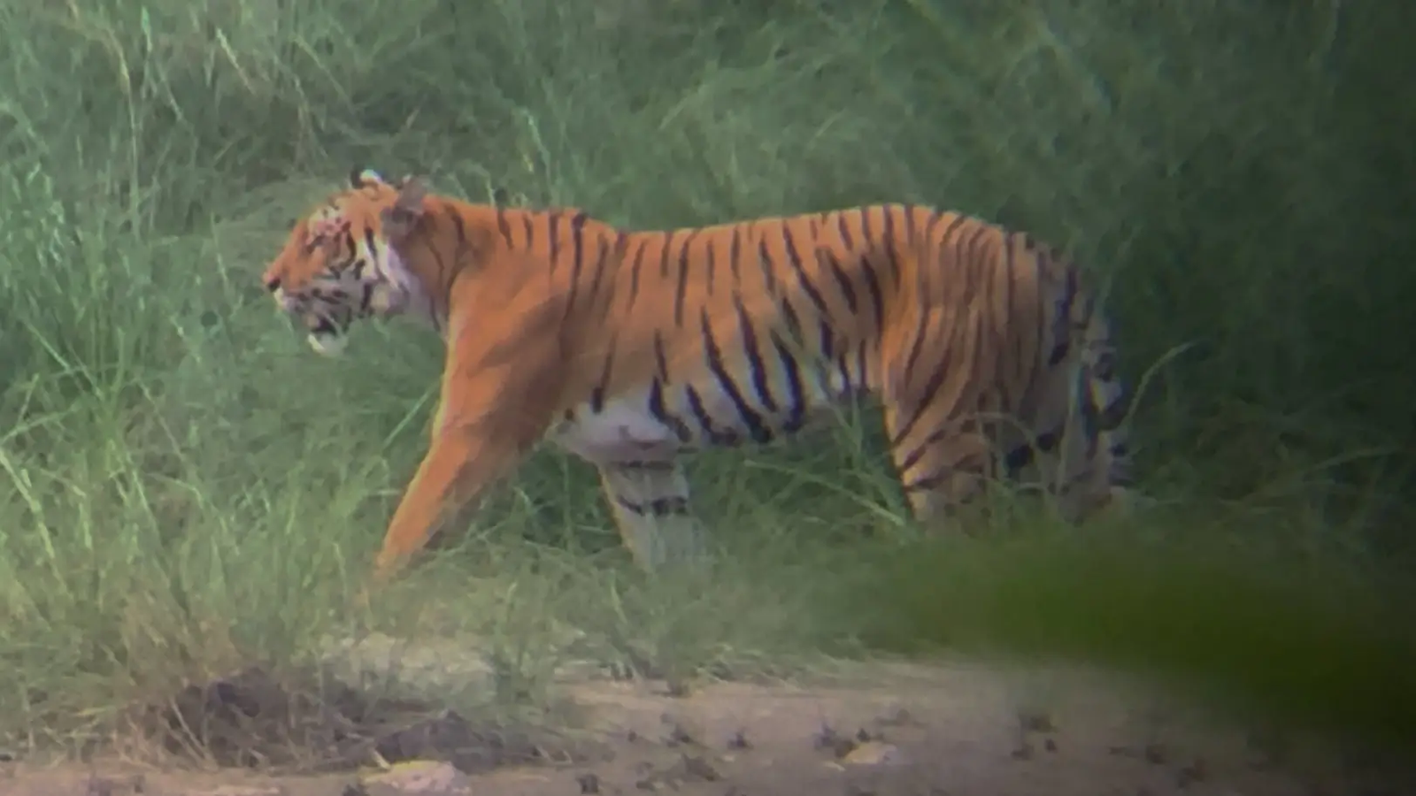 Royal Bengal tiger in Chitwan National Park, Nepal, resting in its natural jungle habitat