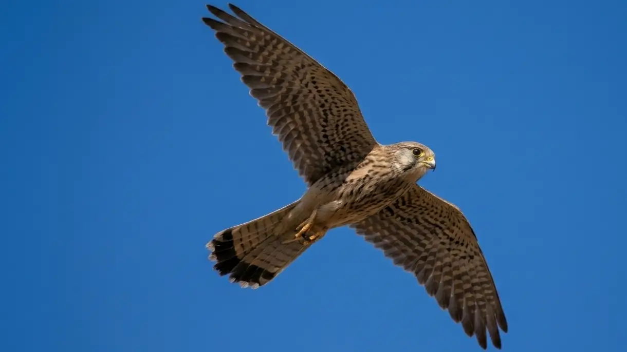 Spotting the agile kestrel: a raptor in motion