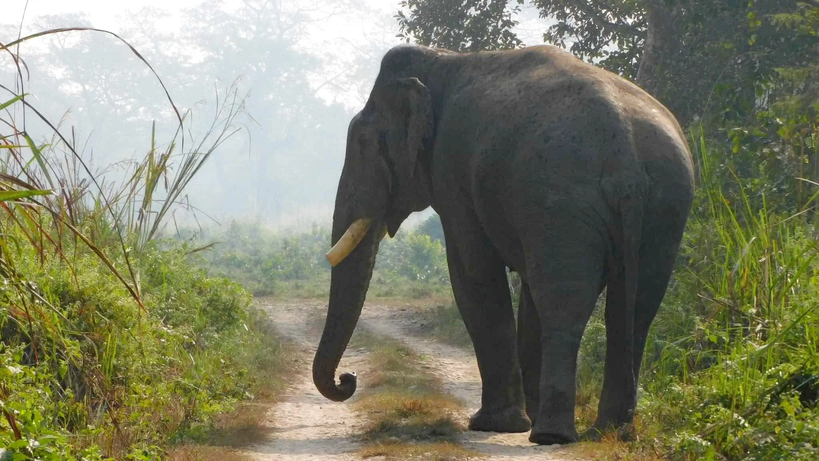 A wild elephant walking along a dirt path in Chitwan National Park, Nepal. The elephant is seen from behind, with its tusks visible and surrounded by lush greenery and misty atmosphere.